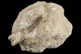 Fossil Plesiosaur (Zarafasaura) Tooth In Rock - Morocco #70303-2